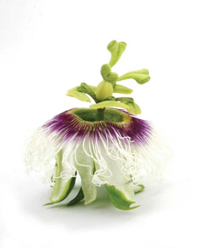 6 Herbs for a Sound Sleep